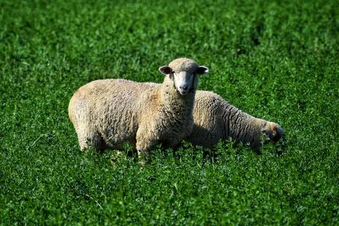 Two Sheep In A Field Stock Photos