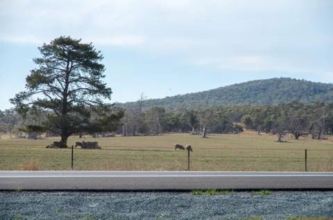 Two sheep in a field by a single tree on the roadside Stock Photos