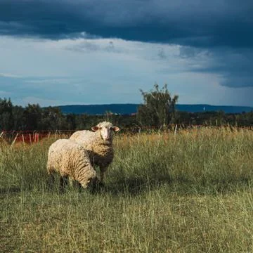 Two sheep in the field with storm clouds approaching Stock Photos