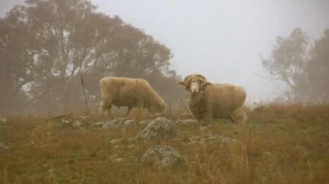 Two sheep in the fog Video stock 493824
