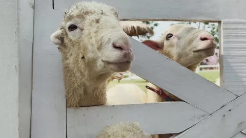 Two Sheep Stock-Footage 314639887