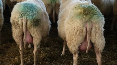 Two sheep with full udders Stock-Footage 46219680