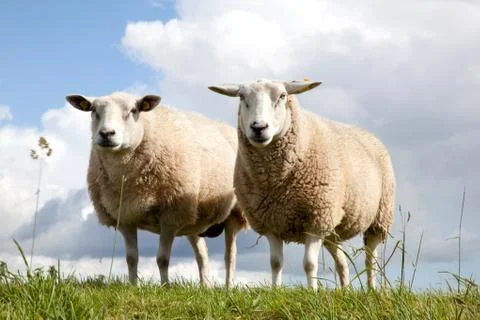 Two sheep in the grass Stock Photos