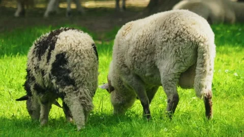 Two sheep graze on a green field on a sunny summer day Stock Footage 312067067