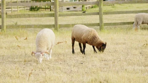 Two sheep grazing in a dry summer pasture Stock Footage 270996247