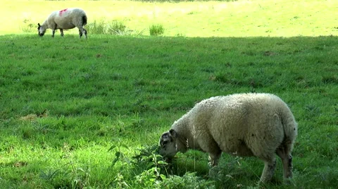 Two sheep grazing in a field. Video stock 53412420