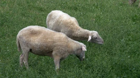 Two sheep grazing in a field 스톡 동영상 94108932