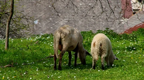 Two sheep grazing Stock Footage 37316447