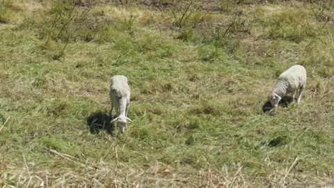 Two sheep grazing in a grassy field Video stock 332310531