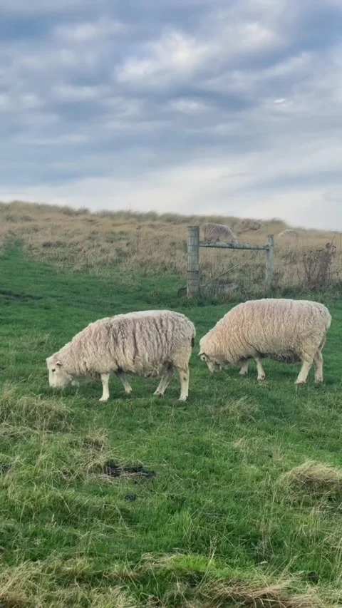 Two sheep grazing in a grassy field with a wooden fence in the background Stockbeeldmateriaal 334635168