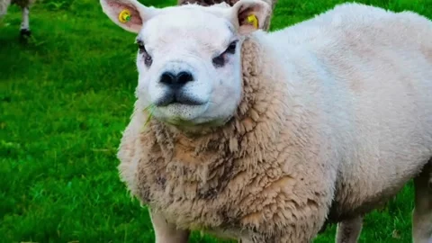 Two sheep grazing in a green pasture on a farm 库存影片 335049855