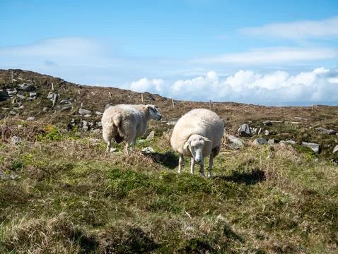 Two Sheep Grazing on a Hillside Meadow Stock Photos