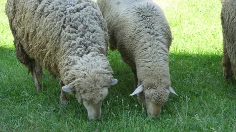 Two sheep grazing in a meadow. Close up Video stock 312070937