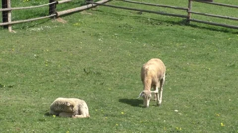 Two sheep grazing in the meadow Stock Footage 50015816