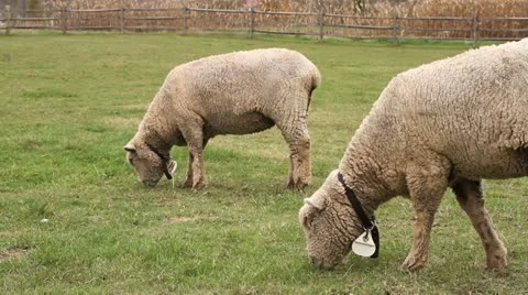 Two Sheep Grazing In A Pasture Видео 12381446