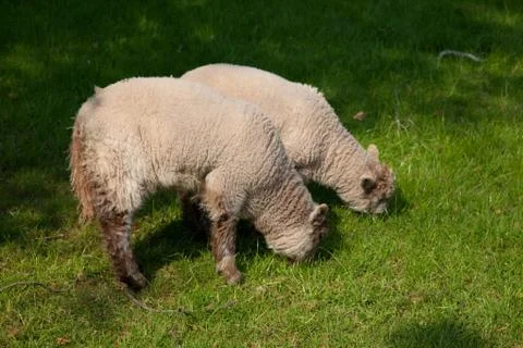 Two sheep grazing Stock Photos