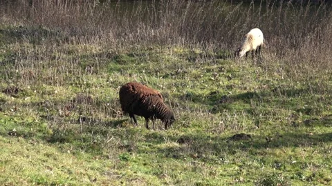 Two sheep grazing on a rough grass field. Manx Loaghtan ewe rare breed sheep Stock Footage 165763647