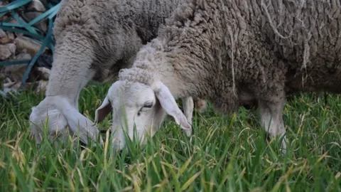 Two sheep grazing side by side Stock Footage 320176722