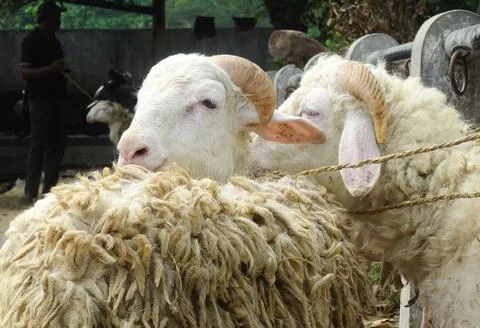 Two sheep hugging each other Stock-Fotos