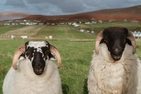 Two sheep look into the frame close-up portrait on the background of pasture Stock Photos