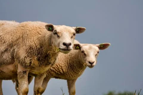 Two sheep looking at the camera white looking for grass to eat Stock Photos