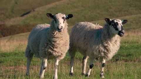Two sheep looking at you, in the Peak District of England Stock Footage 318254840