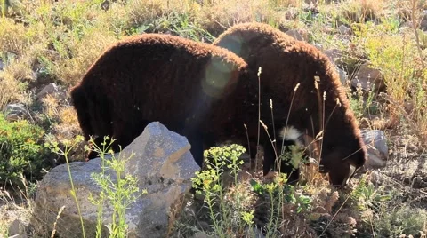Two sheep on the mountain Stock Footage 55809925