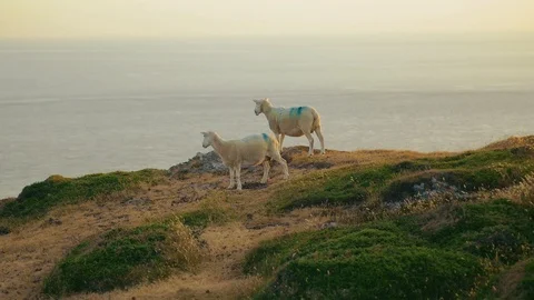 Two Sheep at Mynydd - 50FPS Stock Footage 93798433