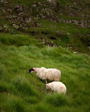 Two sheep, one with a black face, graze on a vibrant green hillside. Stock Photos