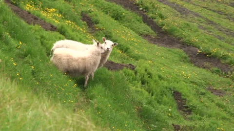 Two sheep, one of them turns the head to look at camera Stock Footage 37279447