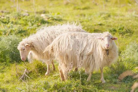 Two sheep opposing in the grass Stock Photos