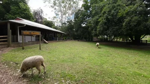 Two Sheep In A Paddock Stock Footage 230519912