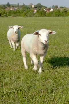 Two sheep Stock Photos