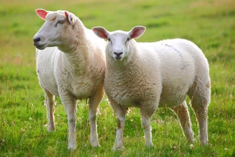 Two sheep Stock Photos