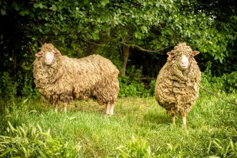 Two sheep Stock Photos