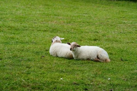 Two sheep Stock Photos