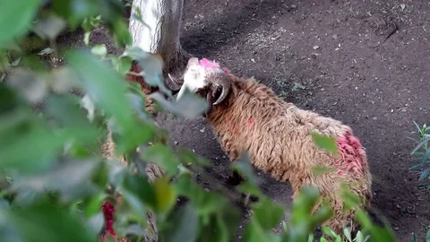 Two sheep playing in the garden Stock Footage 80221086