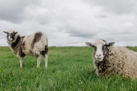 Two sheep posing in front of the camera in a green field Stock Photos