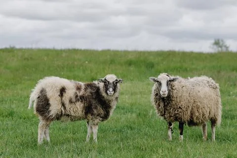 Two sheep posing in front of the camera in a green field Foto stock