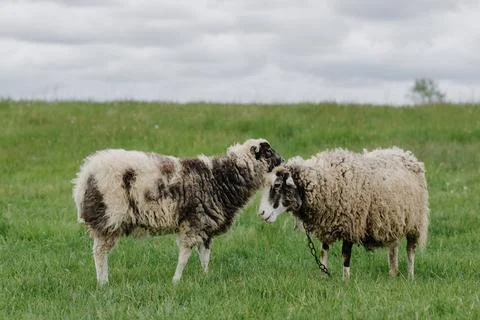 Two sheep posing in front of the camera in a green field Stock Photos
