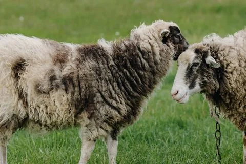 Two sheep posing in front of the camera in a green field. Close up Stock Photos