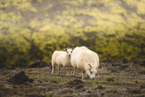 Two sheep rest on a green hillside in Iceland, looking toward the camera th.. Fotos Stock