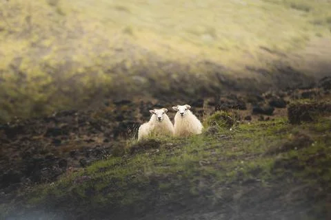 Two sheep rest on a green hillside in Iceland, looking toward the camera th.. Stock Photos
