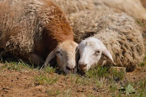 Two sheep resting in the summer Stock Photos