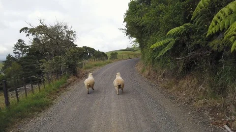 Two sheep run down a country road Stock-Footage 113737540