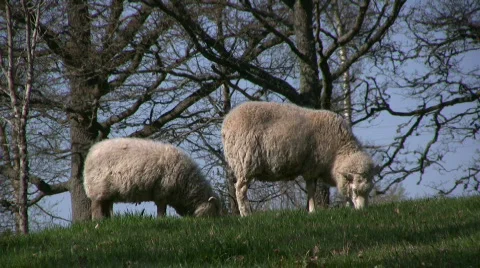 Two sheep on spring pasture Video stock 397388