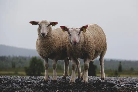 Two sheep standing next to a road and looking at the camera Stock Photos