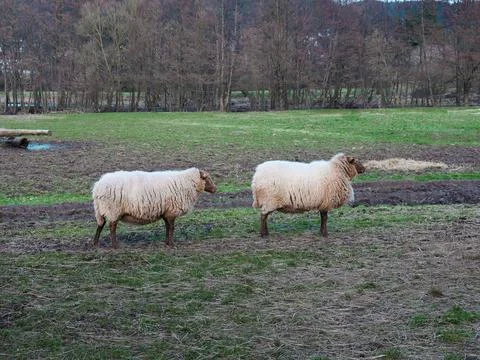 Two sheep standing one behind the other in a field, taken from the side Stock-Fotos