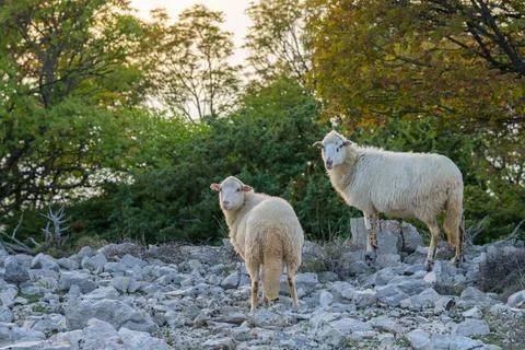 Two sheep standing on the rocky surface between bushes Stock Photos