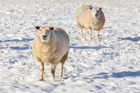 Two sheep standing in snow during winter Foto stock